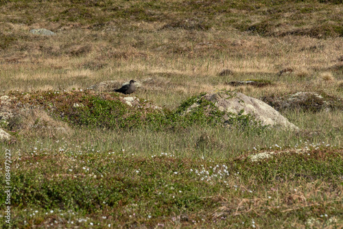 Skua bird is sitting on a moss-covered rock in a grassy area. The ground is dotted with small plants, sunlight highlights the bird’s features. Fauna of Murmansk and the Kola Peninsula.