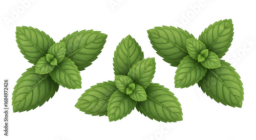 Three Isolated Sprigs of Fresh Green Mint Leaves on a White Background

