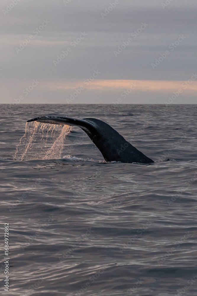 Obraz premium A large whale's tail breaks the surface of calm ocean waters as the sun sets on the horizon. The tranquil scene captures the beauty of marine wildlife at dusk.