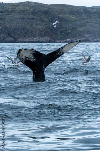 humpback whale gracefully lifts its tail above the surface of calm ocean waters, set against a backdrop of steep, rocky cliffs during twilight. Seabirds scatter into the sky. Murmansk, Teriberka.