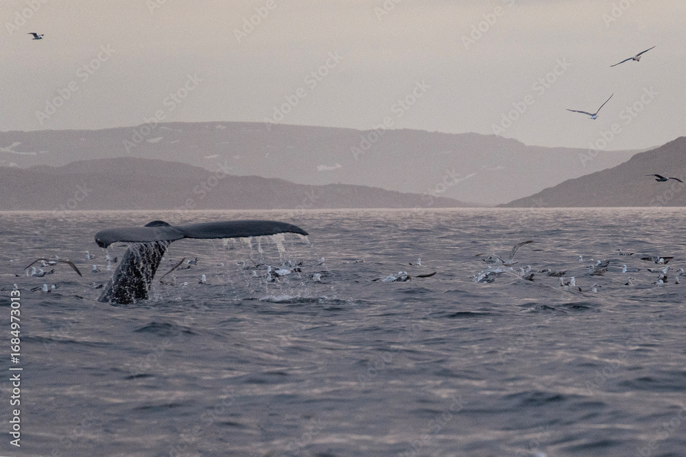 Obraz premium A large whale's tail breaks the surface of calm ocean waters as the sun sets on the horizon. The tranquil scene captures the beauty of marine wildlife at dusk.
