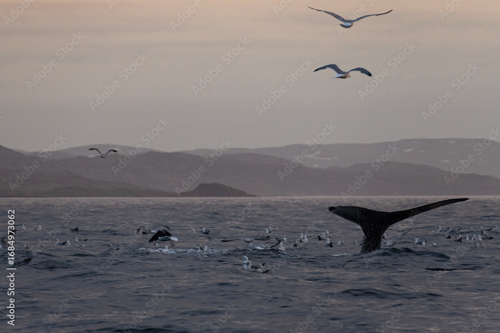 Fototapeta premium A large whale's tail breaks the surface of calm ocean waters as the sun sets on the horizon. The tranquil scene captures the beauty of marine wildlife at dusk.