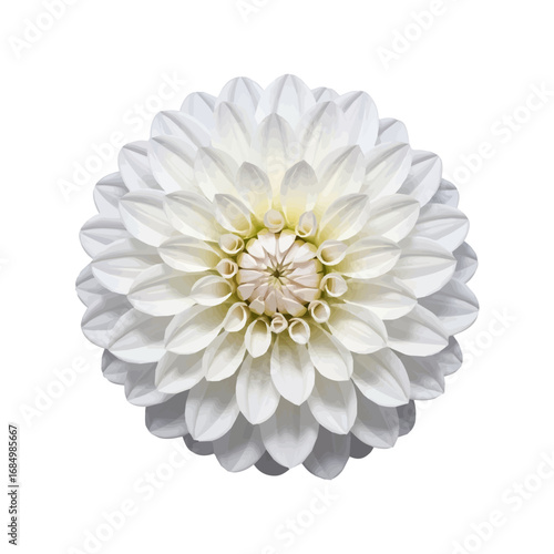 Wallpaper Mural White Dahlia Flower Isolated on White Background Torontodigital.ca