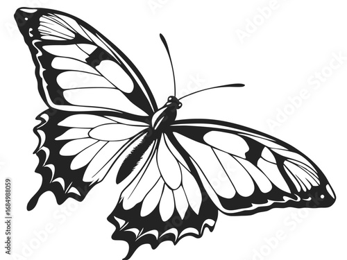 black swallowtail butterfly