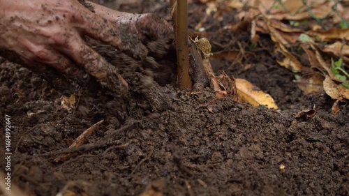 Wallpaper Mural Planting With Bare Hands - Close Up Shot Torontodigital.ca