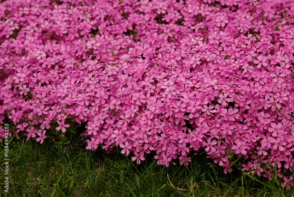 Obraz premium Natural background of blooming pink flowers