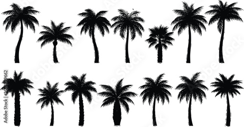 Collection of Silhouette Palm Trees on White Background, Vector Illustration