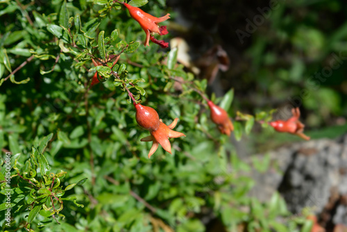 Dwarf pomegranate flower bud - Latin name - Punica granatum var. nana