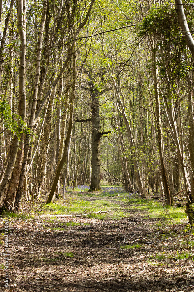 Fototapeta premium path in the woods