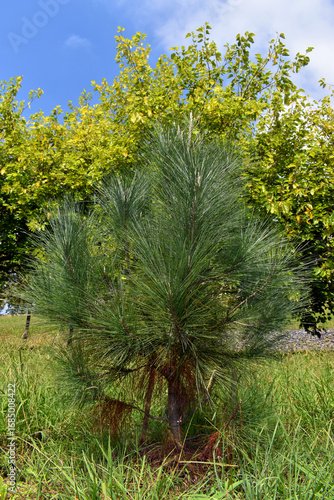 Young specimen of Pinus sab...
