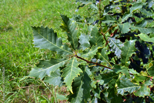 Green leaves of the oak Que...