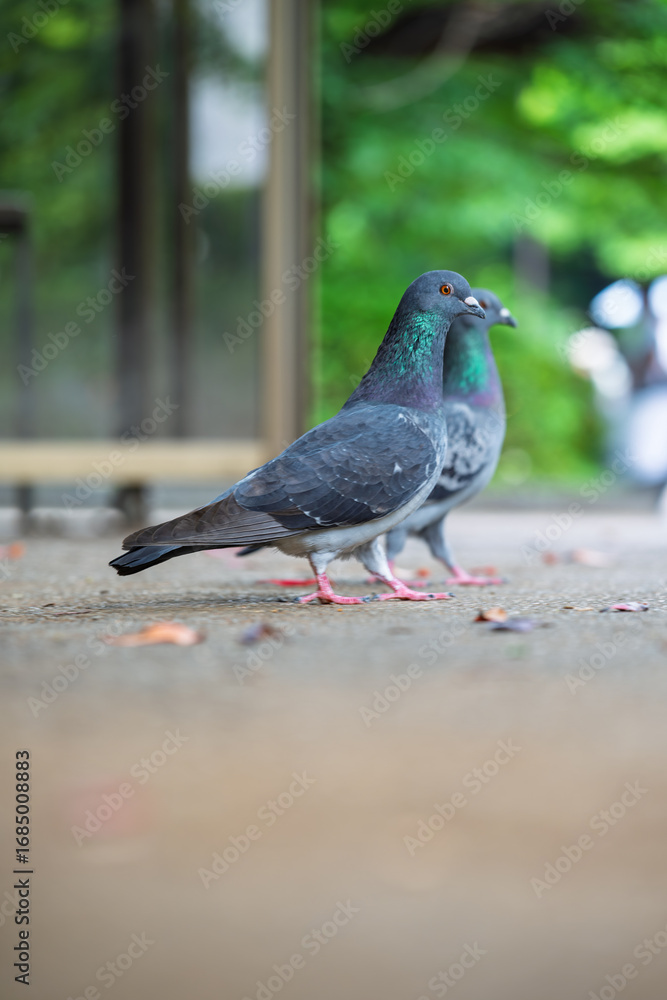 Obraz premium 公園の鳩