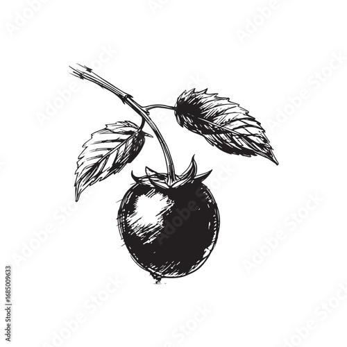 Boysenberry Vector (1).eps