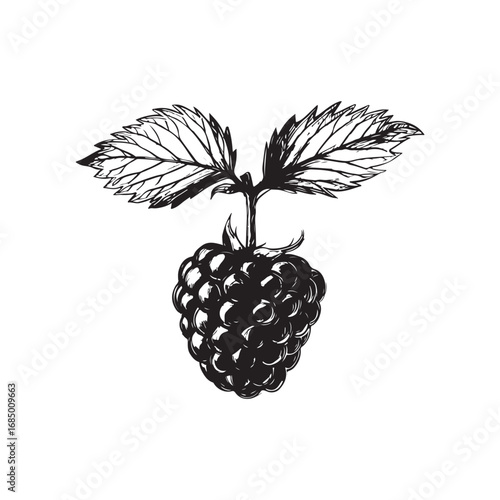 Boysenberry Vector (3).eps