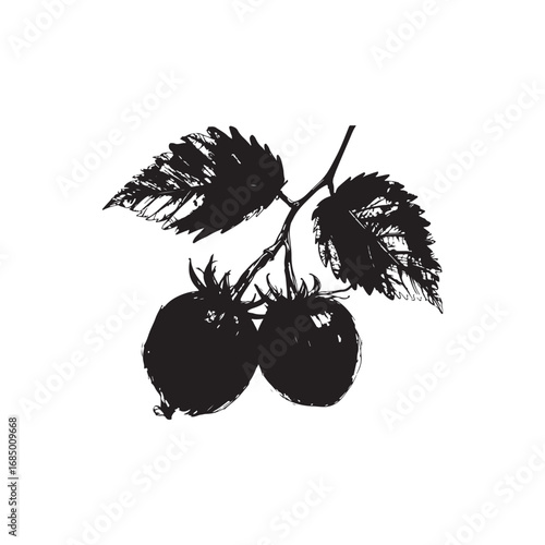 Boysenberry Vector (2).eps