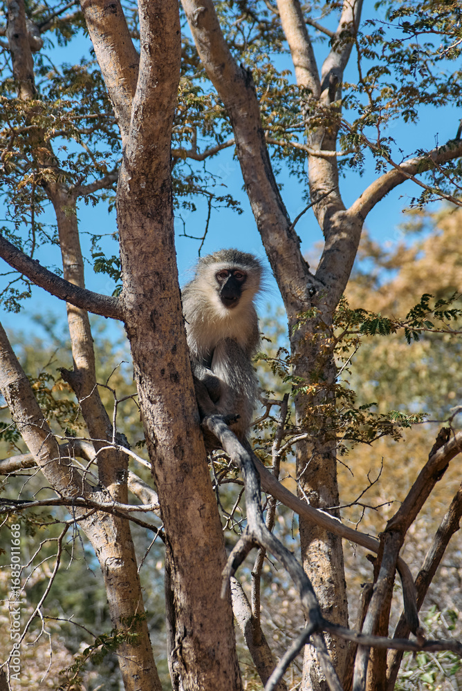Obraz premium Vervet monkey spotted during a safari in Marakele National Park, Limpopo province, South Africa. The primate is seen in its natural savanna habitat, showcasing its playful behavior