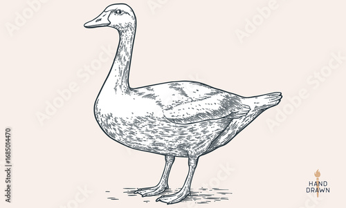 Goose. Hand drawn farm bird, poultry, goose. Vintage retro print, black white goose, poultry, sketch ink pencil style drawing, engrave. Sketch artwork silhouette head farm bird. Vector Illustration