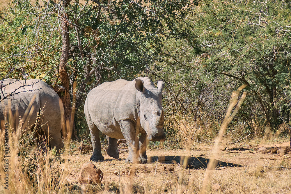 Fototapeta premium The white rhinoceros (Ceratotherium simum), also called the square-lipped rhino, seen during a safari game drive in Limpopo province, South Africa. It's the largest living rhinoceros species.