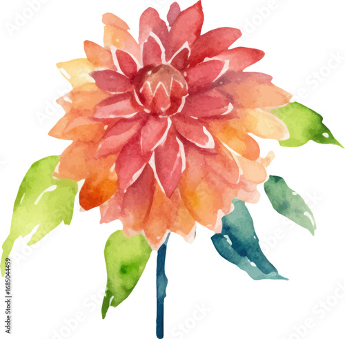 Watercolor painted dahlia flower. Hand drawn design element isolated on white background.
