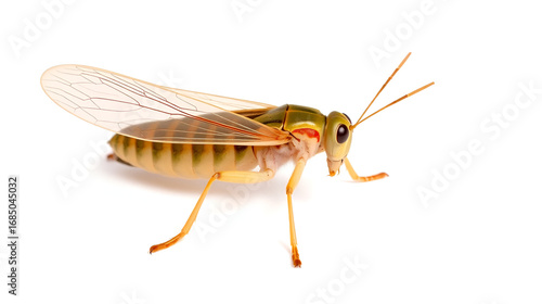 Migratory Locust (Locusta migratoria) transparent PNG of an orthopteran with clear wings on a white background