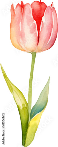 Vector watercolor painted tulip flower. Hand drawn design element isolated on white background.