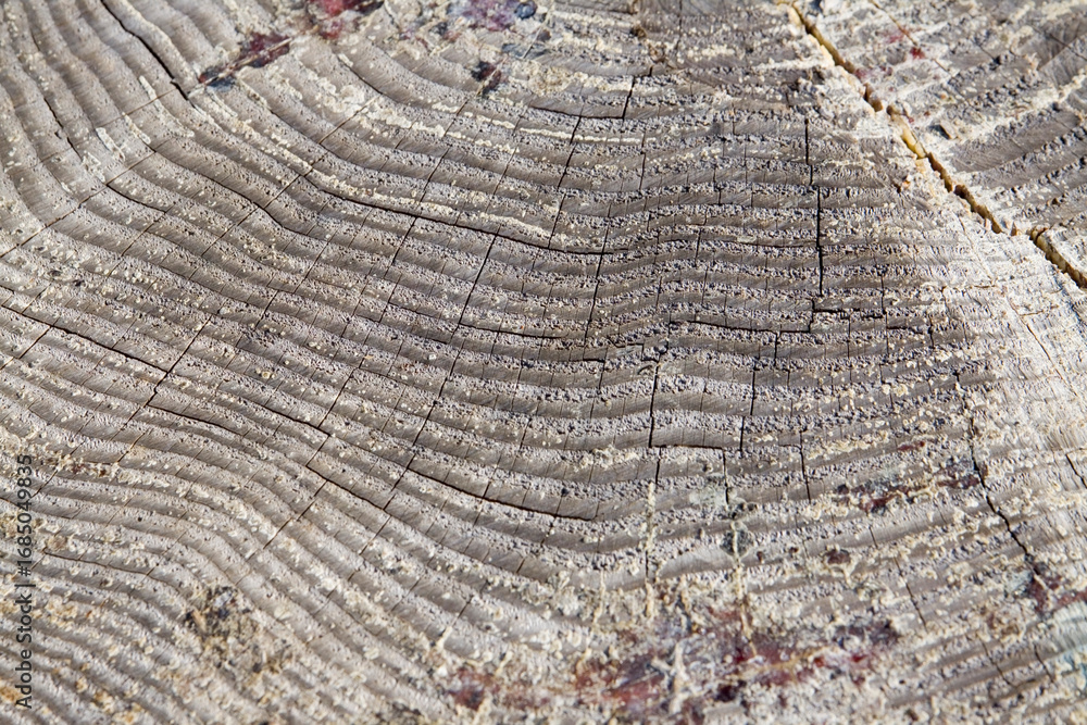 Fototapeta premium Wachtumsringe Holz