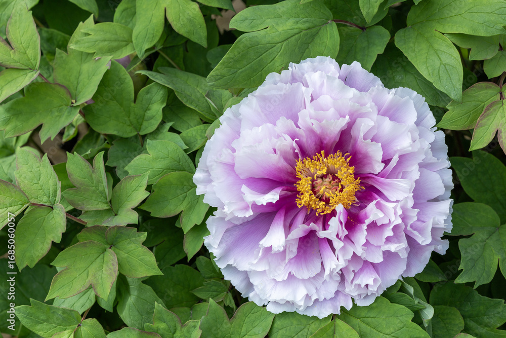 Fototapeta premium Purple gradient tree peony blooming in the garden.