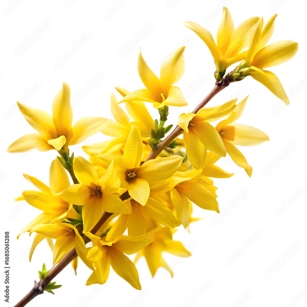 Obraz premium Branch with numerous bright yellow forsythia flowers isolated on a transparent background