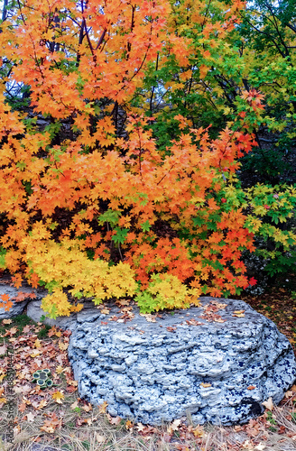 Vibrant autumn foliage with colorful leaves near a large rock  