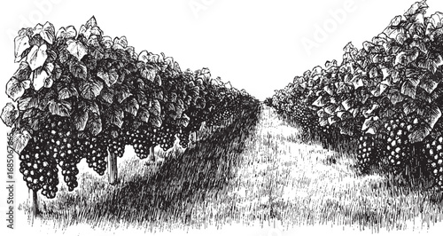 Vineyard illustration on a white background. This vector illustration can be used in any size you like for advertising, logos, and other work.
