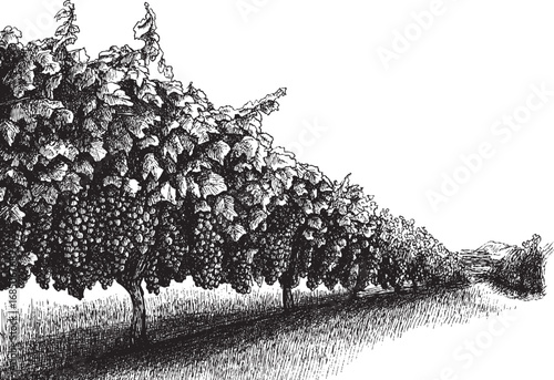 Vineyard illustration on a white background. This vector illustration can be used in any size you like for advertising, logos, and other work.