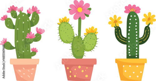 Three potted prickly pear cacti with vibrant pink and yellow flowers blooming in spring