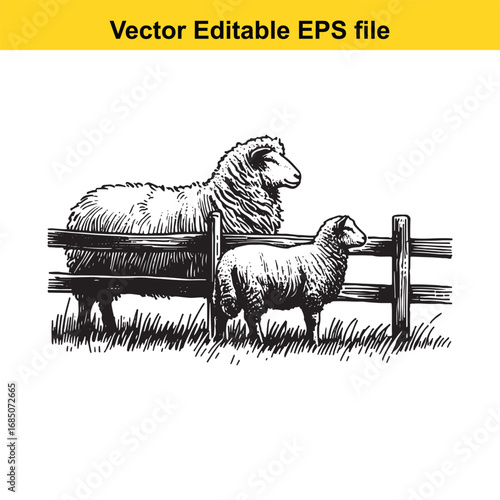 Two sheep standing behind a wooden fence in a grassy field, vector illustration