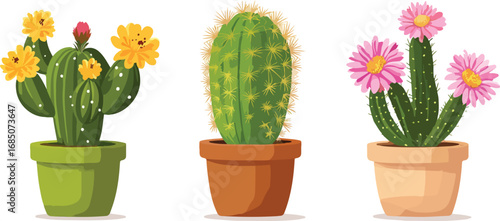 Three potted cacti with vibrant yellow and pink flowers in terracotta and green pots