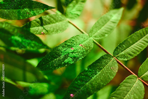 the leaves of the plant are covered with holi paint