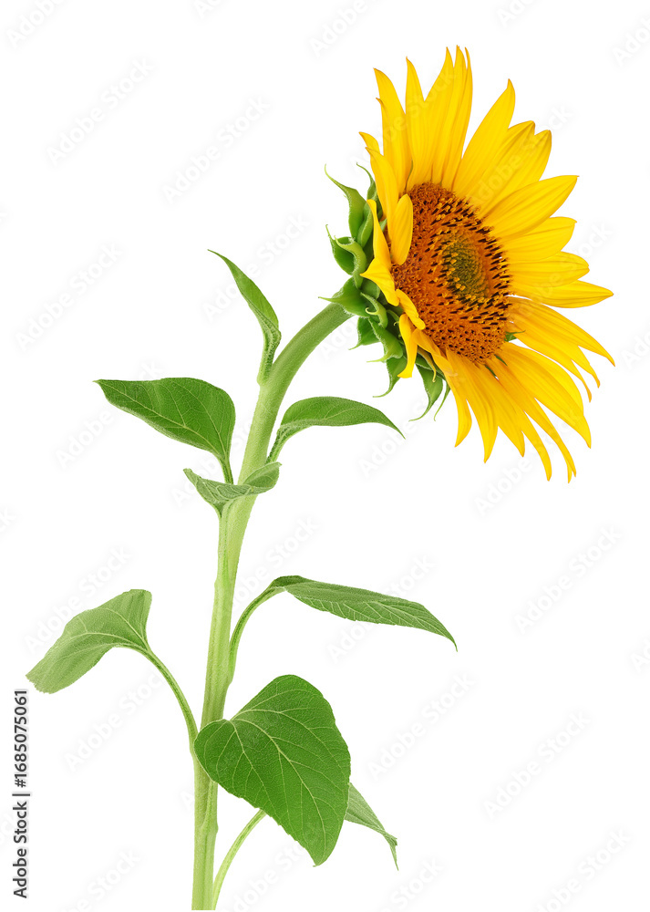 Fototapeta premium Sunflower isolated on a white background