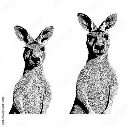 tow kangaroo_vector