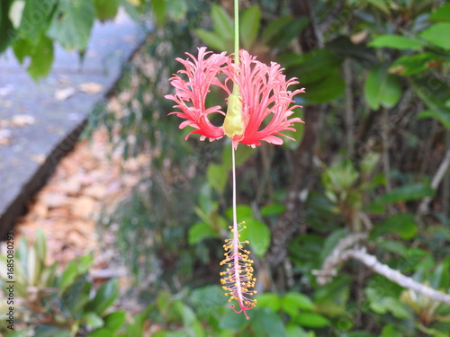 Coral Hibiscus in Chichijima, Ogasawara islands