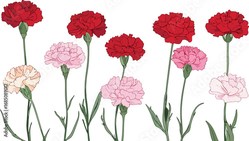A colorful arrangement of carnation flowers in shades of red pink and cream against a white background