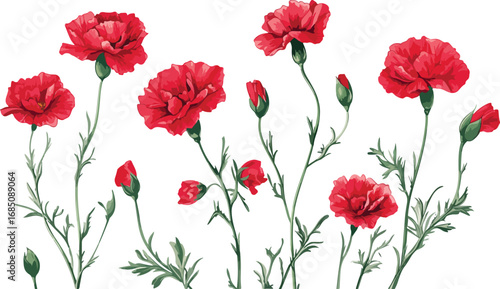 Vibrant red carnations bloom in a delicate watercolor illustration on a white background