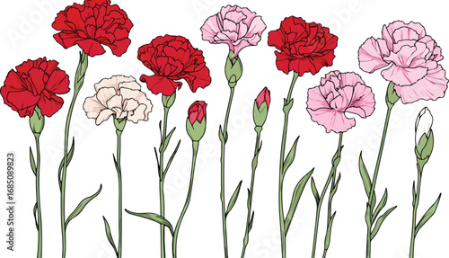 A vibrant collection of red and pink carnation flowers with green stems isolated on a white background