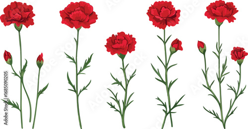 Collection of vibrant red carnation flowers with delicate green stems and buds on a white background