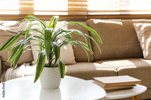 Indoor houseplant on white ...