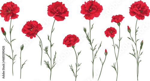 Collection of delicate red carnation flowers with green stems and leaves on a white background
