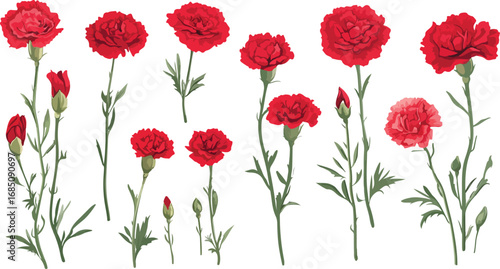Collection of vibrant red carnation flowers on a white background isolated for design