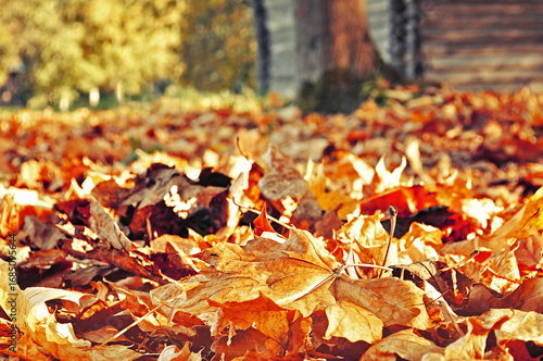 Autumn landscape with fallen maple autumn leaves on the foreground and blurred background in sunny weather - focus at the foreground, selective focus, lowest point shooting