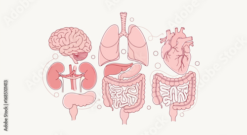 Vector illustration of illustration of human internal organs including brain, lungs, heart, kidneys, and intestines