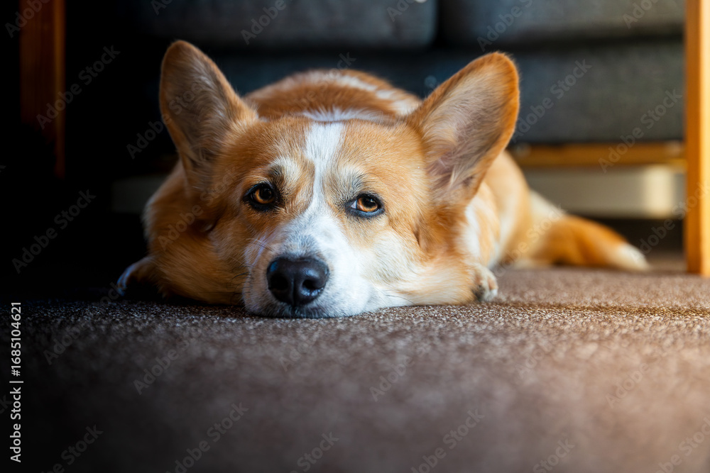 Obraz premium Hund der Rasse Pembroke Welsh Corgi liegt müde auf dem teppich.