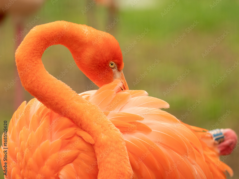 Fototapeta premium Close-up of vibrant orange flamingo preening its feathers