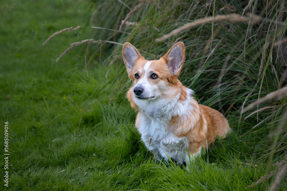 Hund der Rasse Pembroke Welsh Corgi sitzt im Gras. Hund der Rasse Pembroke Welsh Corgi sitzt im Gras.